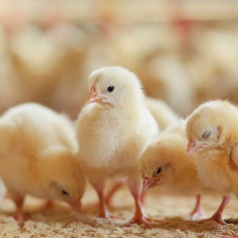 Pollos de doble proposito 10pz.